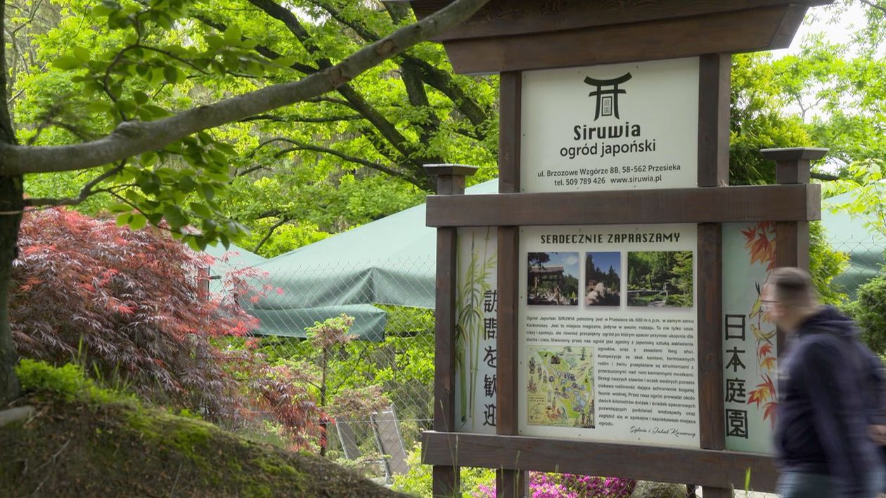 Jelenia Góra: Festiwal z azaliami i rododendronami w tle