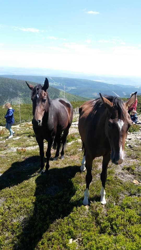 Karkonosze: Poszły konie na Śnieżkę