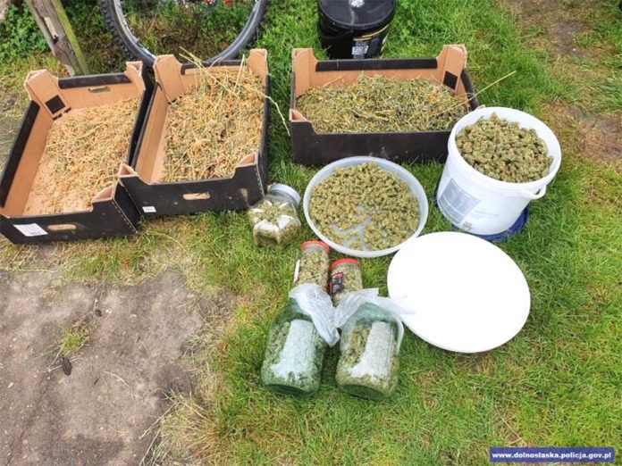 Bolesławiec: Miał 2 kg marihuany