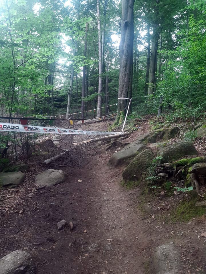Jelenia Góra: Uwaga na osy przy czarnym szlaku na zamek Chojnik