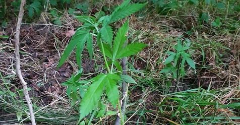 Jelenia Góra: Zlikwidowano plantację konopi