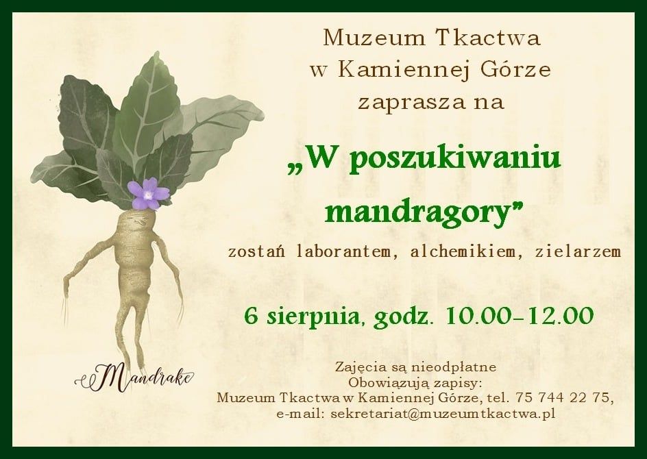 Kamienna Góra: W poszukiwaniu mandragory