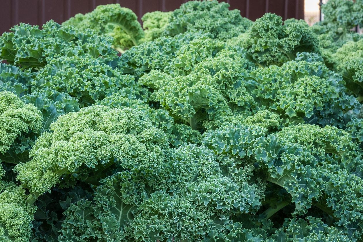 Polska: Co warto wiedzieć na temat superfoods?