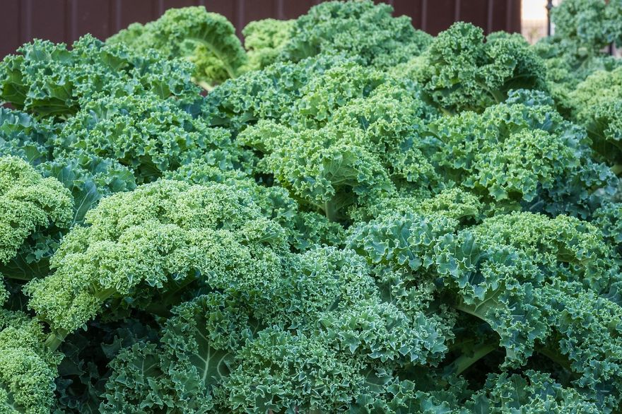 Polska: Co warto wiedzieć na temat superfoods?