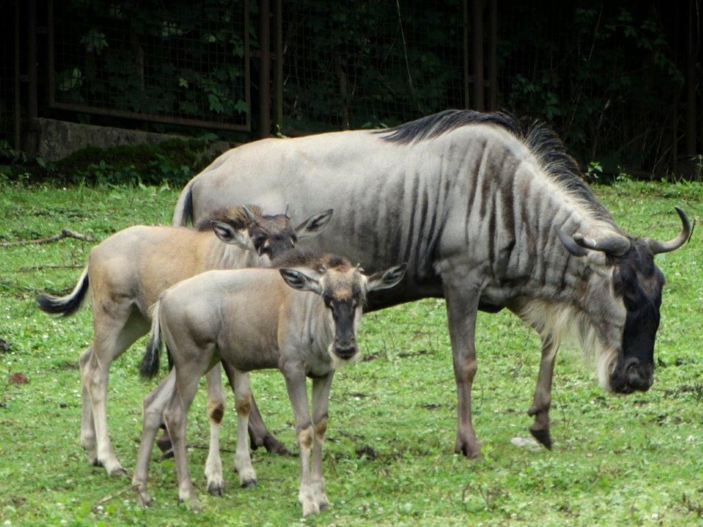 Wrocław: Narodziny gnu białobrodych we wrocławskim zoo