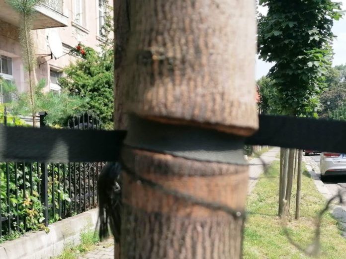 Lwówek Śląski: Bezmyślne palikowanie