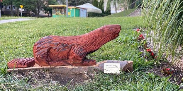 Jelenia Góra: Więcej bobrów na jeleniogórskim Zabobrzu
