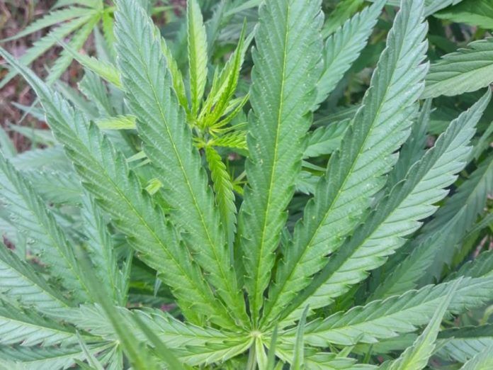 Mirsk: Zlikwidowane plantacje konopi indyjskich