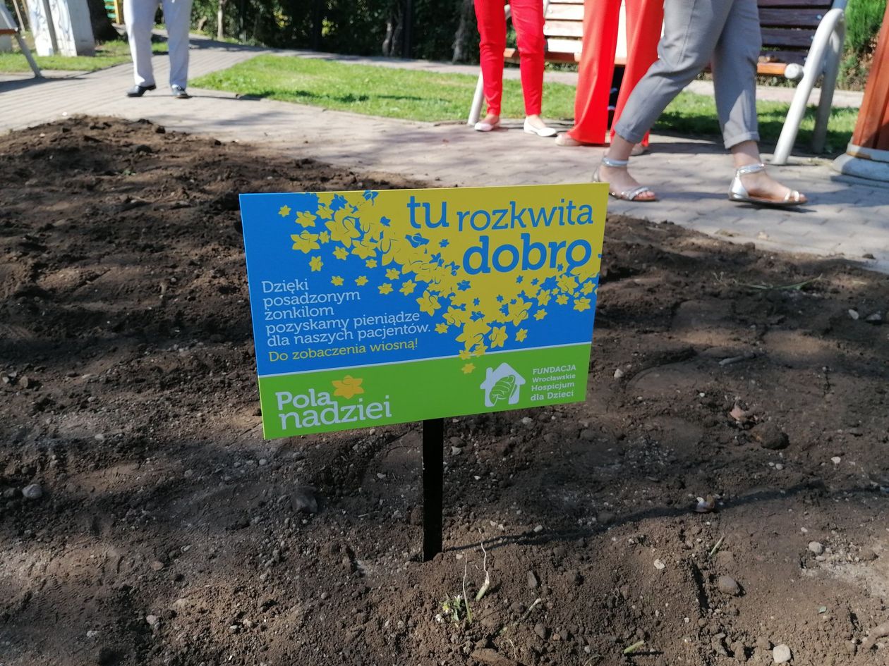 Piechowice: Powstają pola nadziei