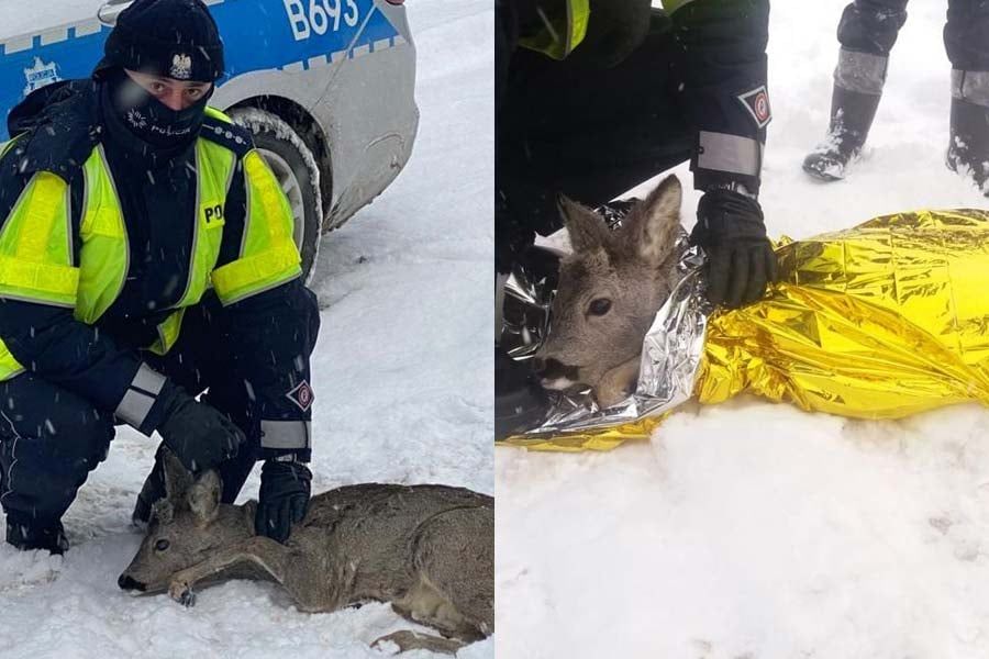 Kamienna Góra: Policjanci pomogli sarnie