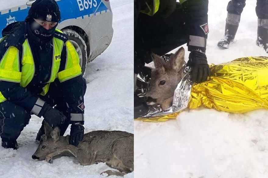 Kamienna Góra: Policjanci pomogli sarnie
