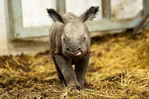 Wrocław: Promyk Słońca we wrocławskim ZOO