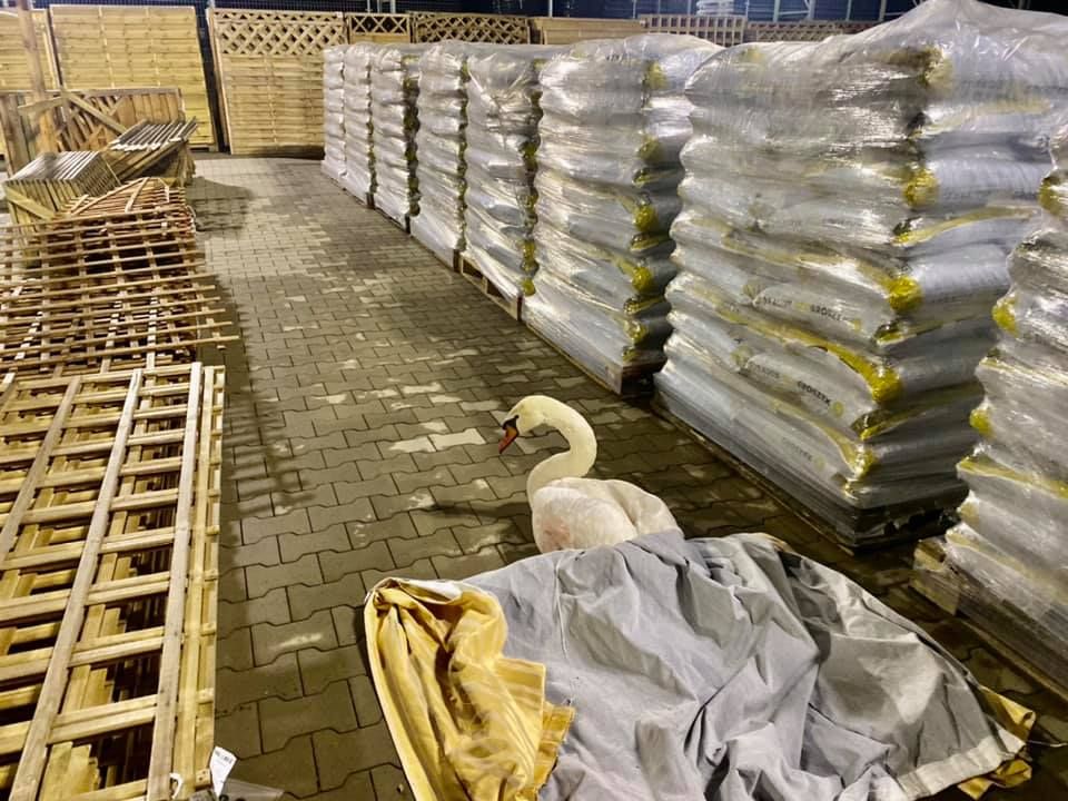 Jelenia Góra: Urzędnicy nie pomogli rannemu łabędziowi