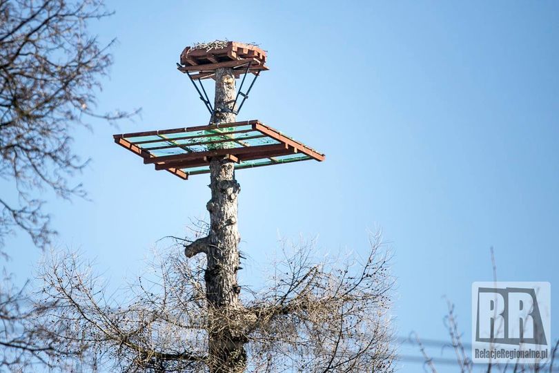 Kamienna Góra: Bocianie gniazdo gotowe