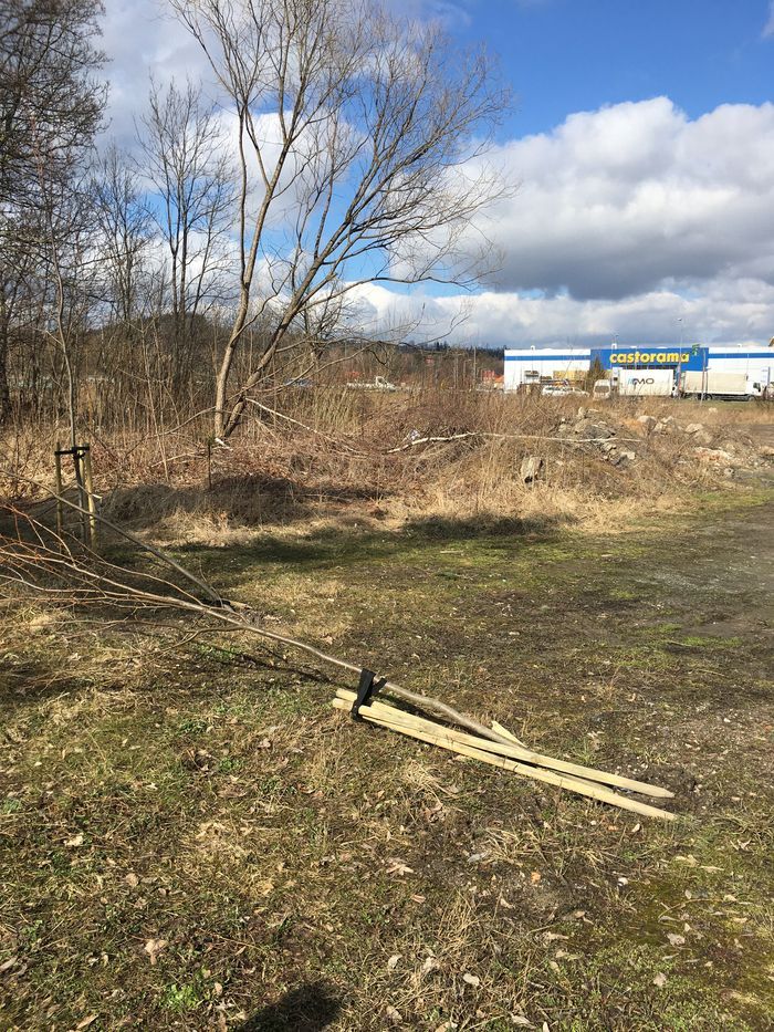 Jelenia Góra: Ktoś połamał małe drzewka