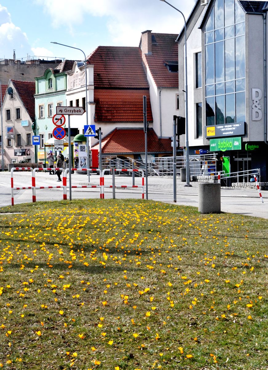 Jelenia Góra: Na miejskich klombach zakwitły już krokusy