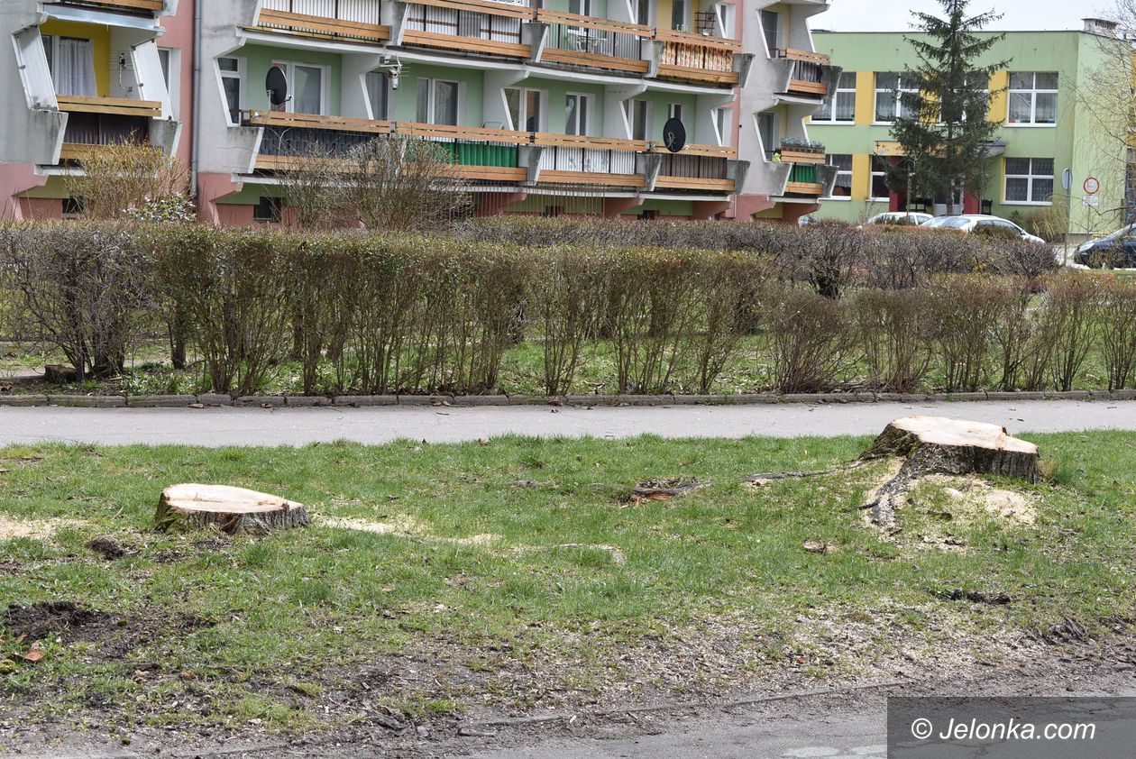 Jelenia Góra: Niezrozumiała wycinka?