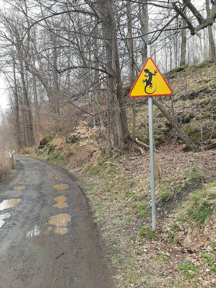 Świeradów Zdrój: Uwaga na salamandry
