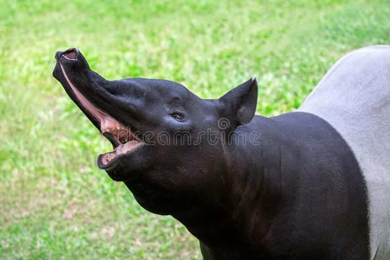 Kraj: Dzień Tapira