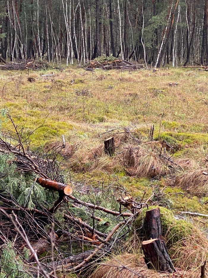 Trzcińsko: Leśnicy: wycinki konieczne