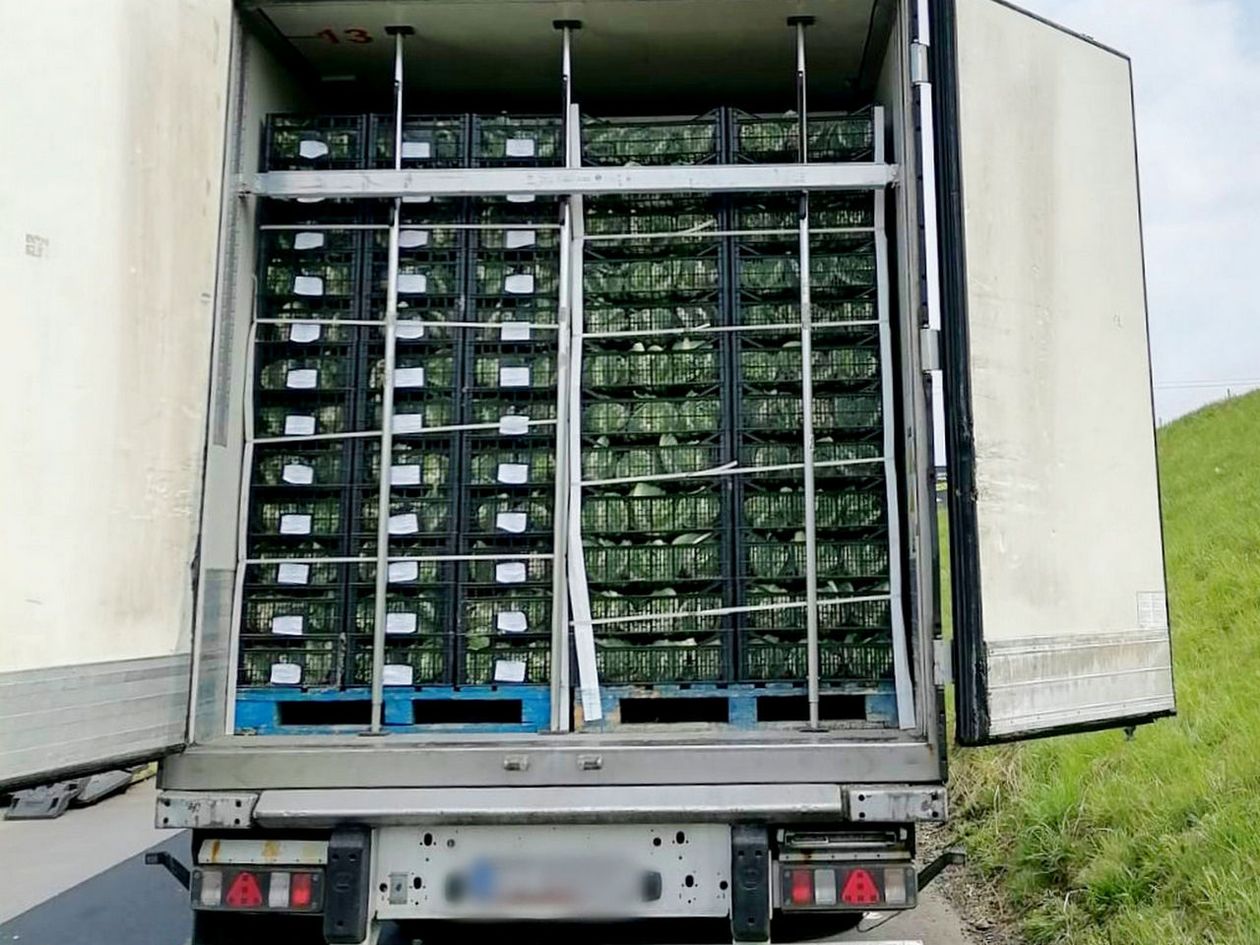 Region: Udaremniony przemyt marihuany za 4,5 mln zł