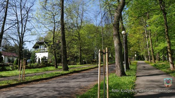 Lubań: Drzewa za drzewa