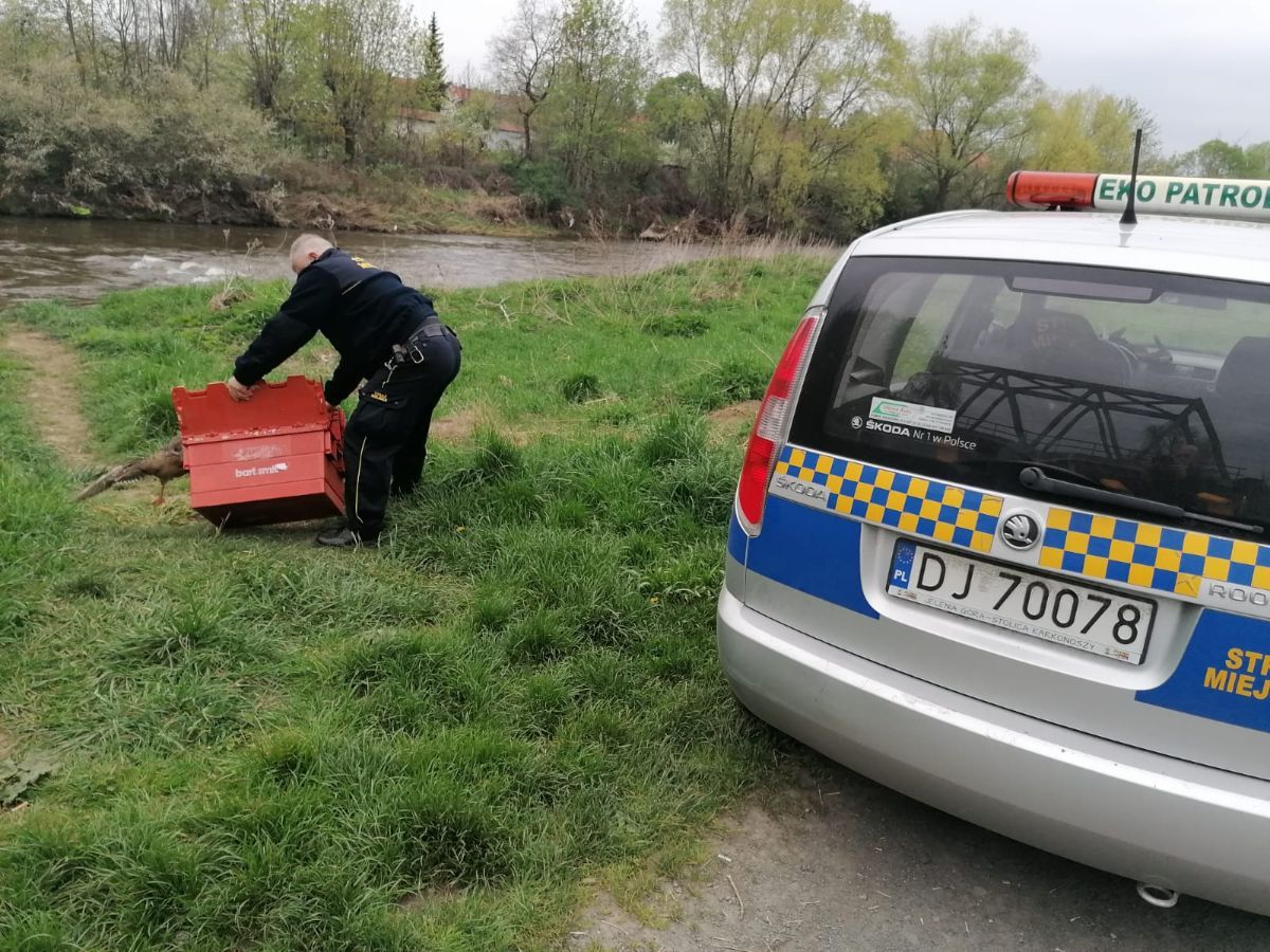 Jelenia Góra: Na ratunek kaczkom