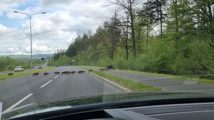 Jelenia Góra: Spotkanie z dzikami