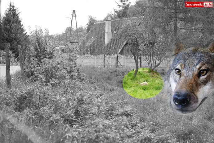 Region: Grasują wilki