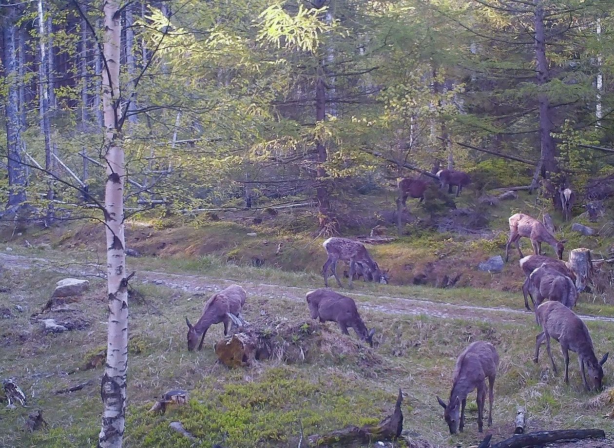 Karkonosze: To ich królestwo