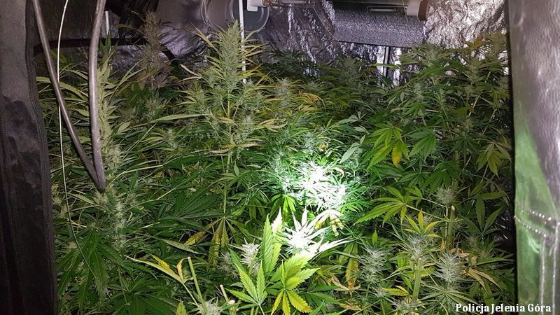 Jelenia Góra: Nielegalna plantacja została zlikwidowana