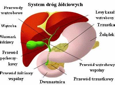 Kraj: Dzień Wątroby