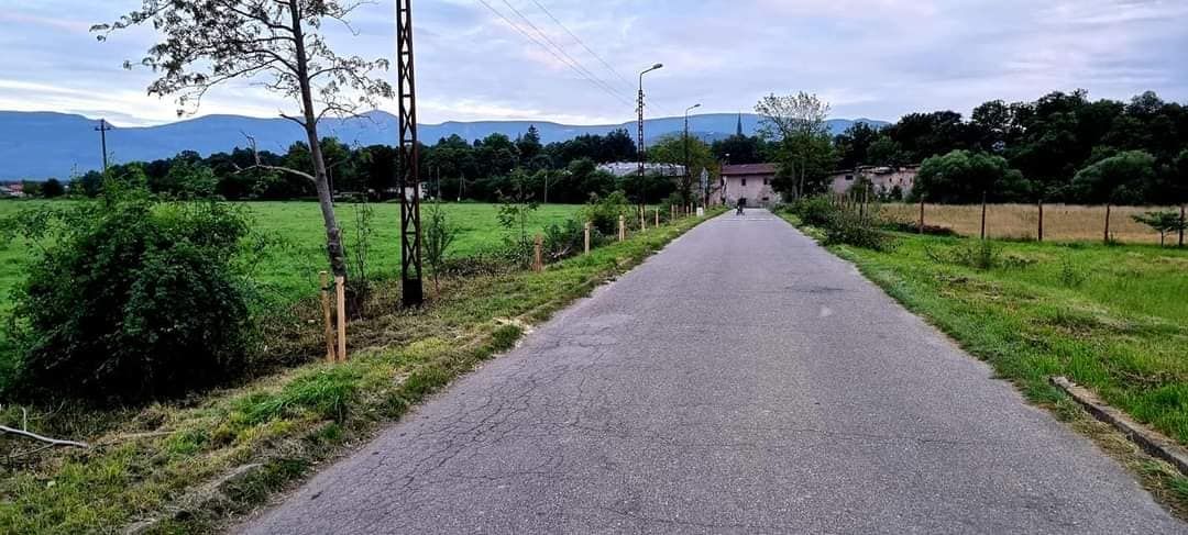 Mysłakowice: Na alei jarzębinowej znowu będą jarzębiny