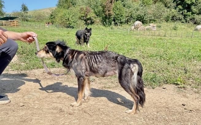 Jeżów Sudecki: Finał w sądzie?