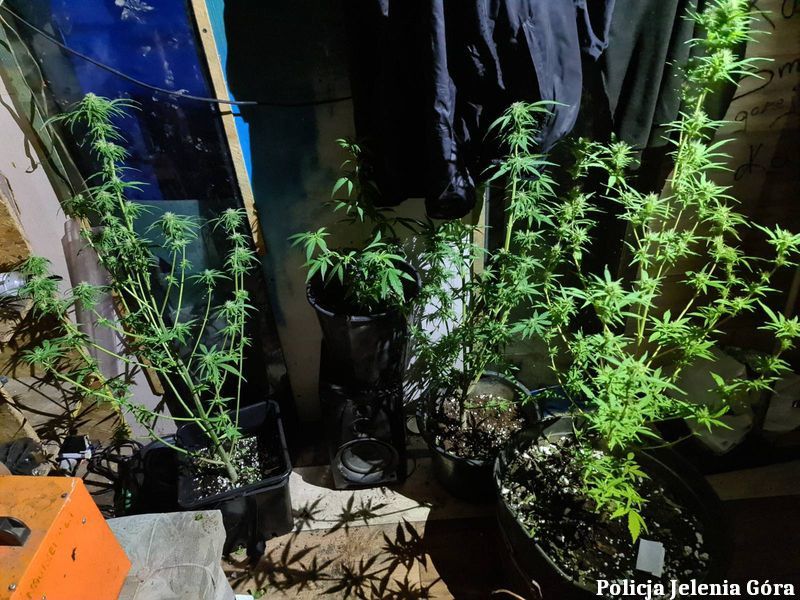 Jelenia Góra: Kolejna plantacja konopi indyjskich zlikwidowana