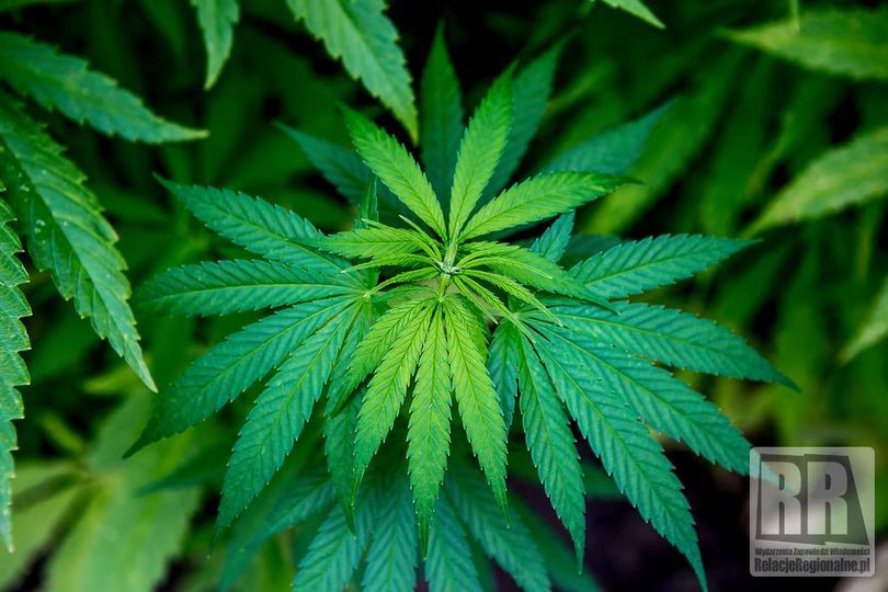 Gmina Lubawka: Plantacja zlikwidowana