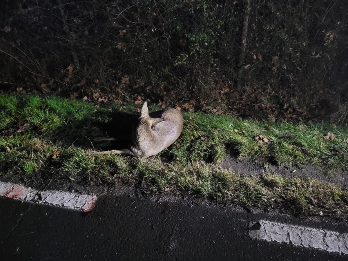 Jelenia Góra: Potrącona sarna trafiła do lecznicy