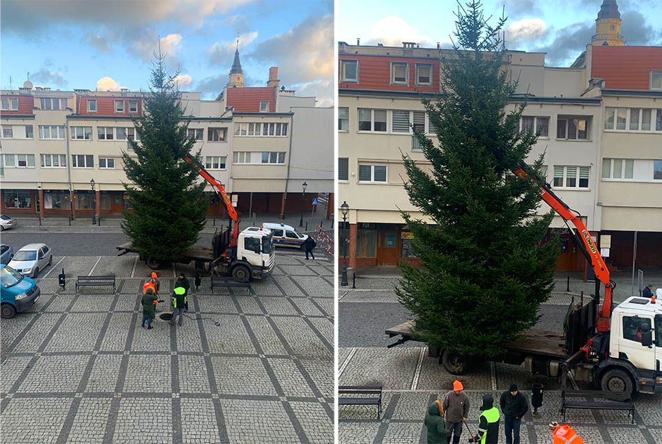 Gryfów Śląski: Choinka już stoi