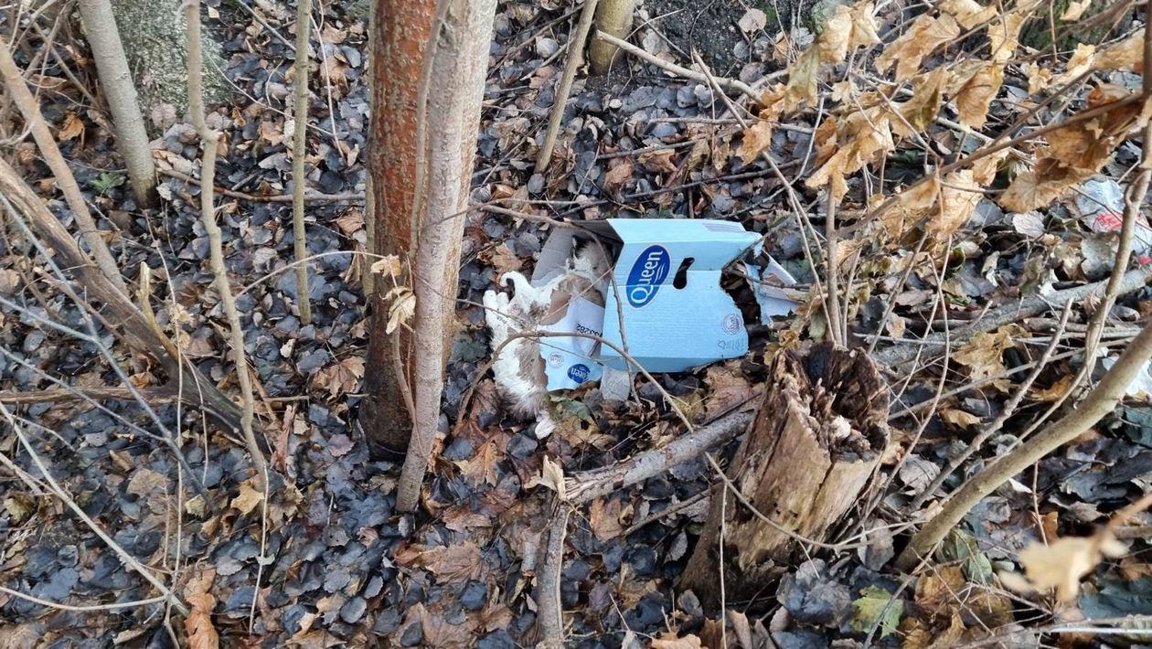 Jelenia Góra: Problem z martwym kotem