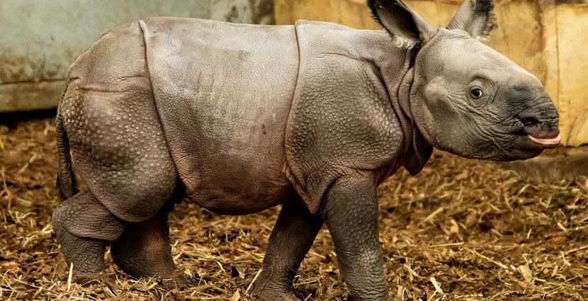 Wrocław: Narodziny w ZOO