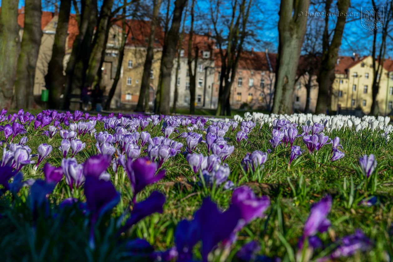 Bolesławiec: Kwietne łąki