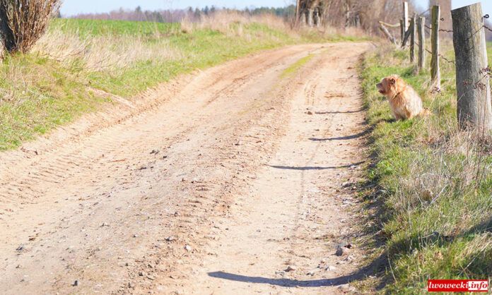 Gryfów Śląski: Ogłoszono przetarg