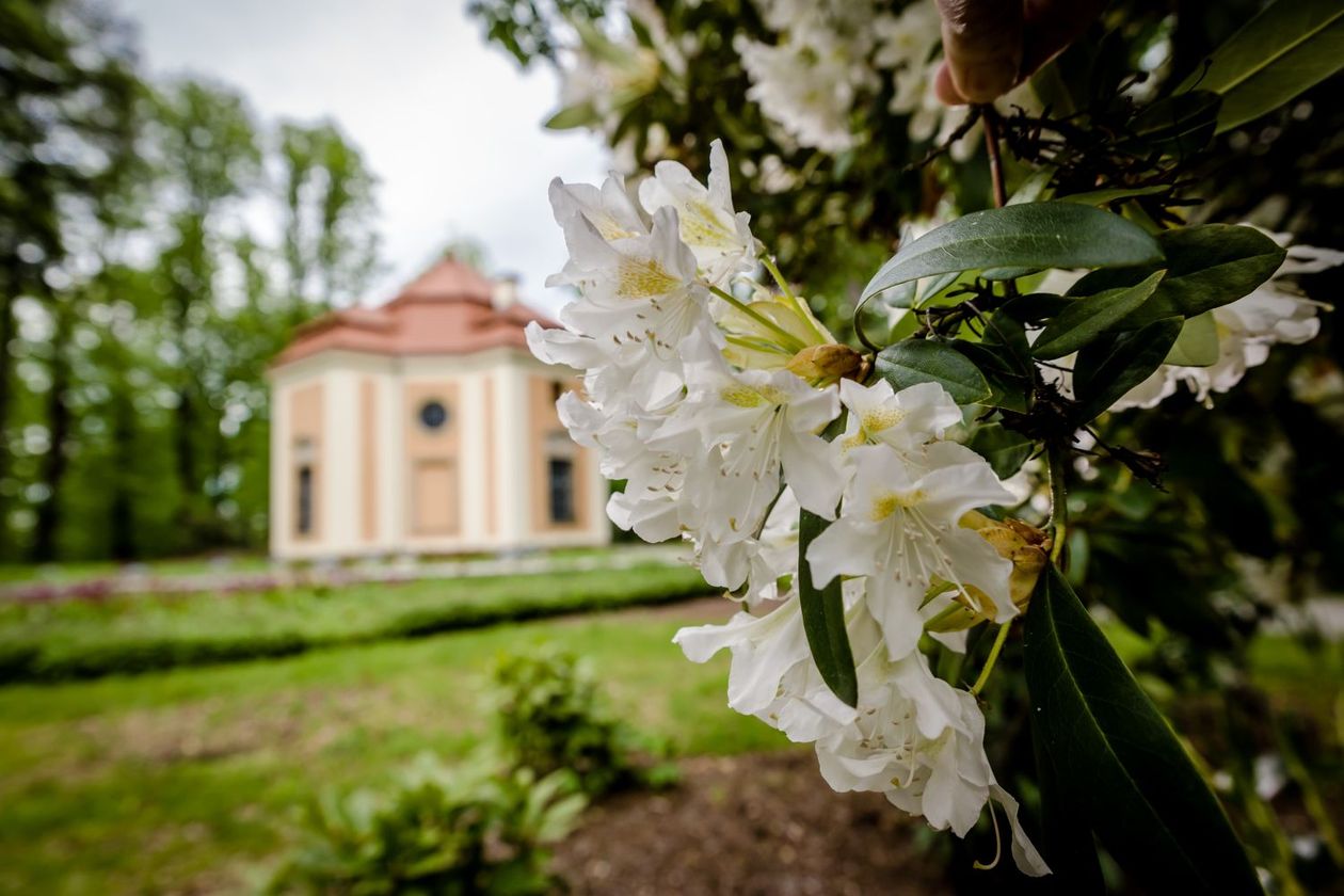 Wałbrzych: Książ w rododendronach