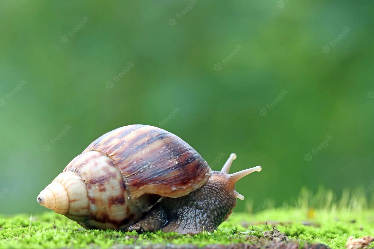 Kraj: Dzień Ślimaka