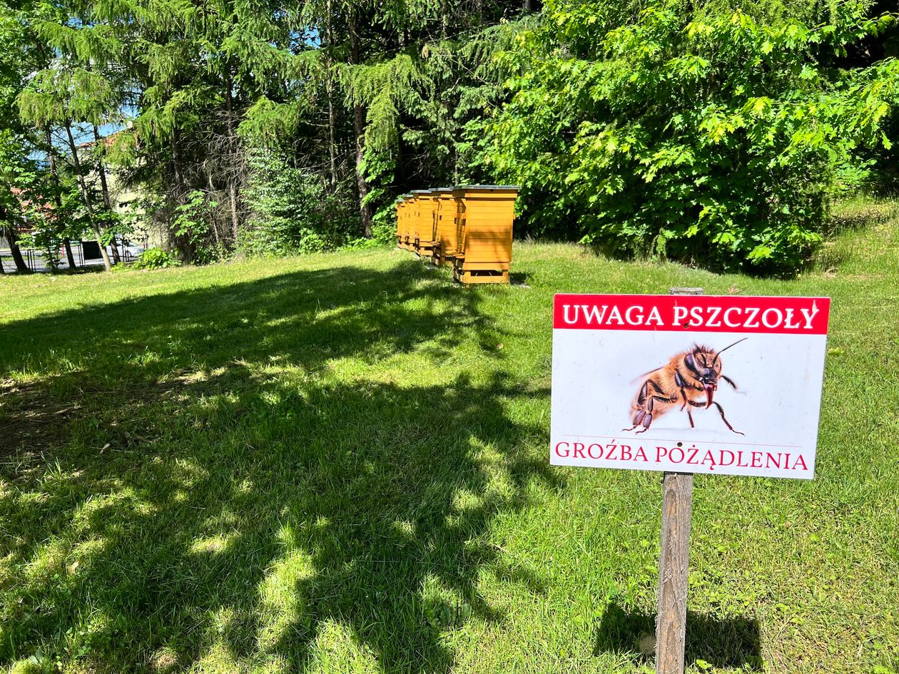 Jelenia Góra: Miodna Góra