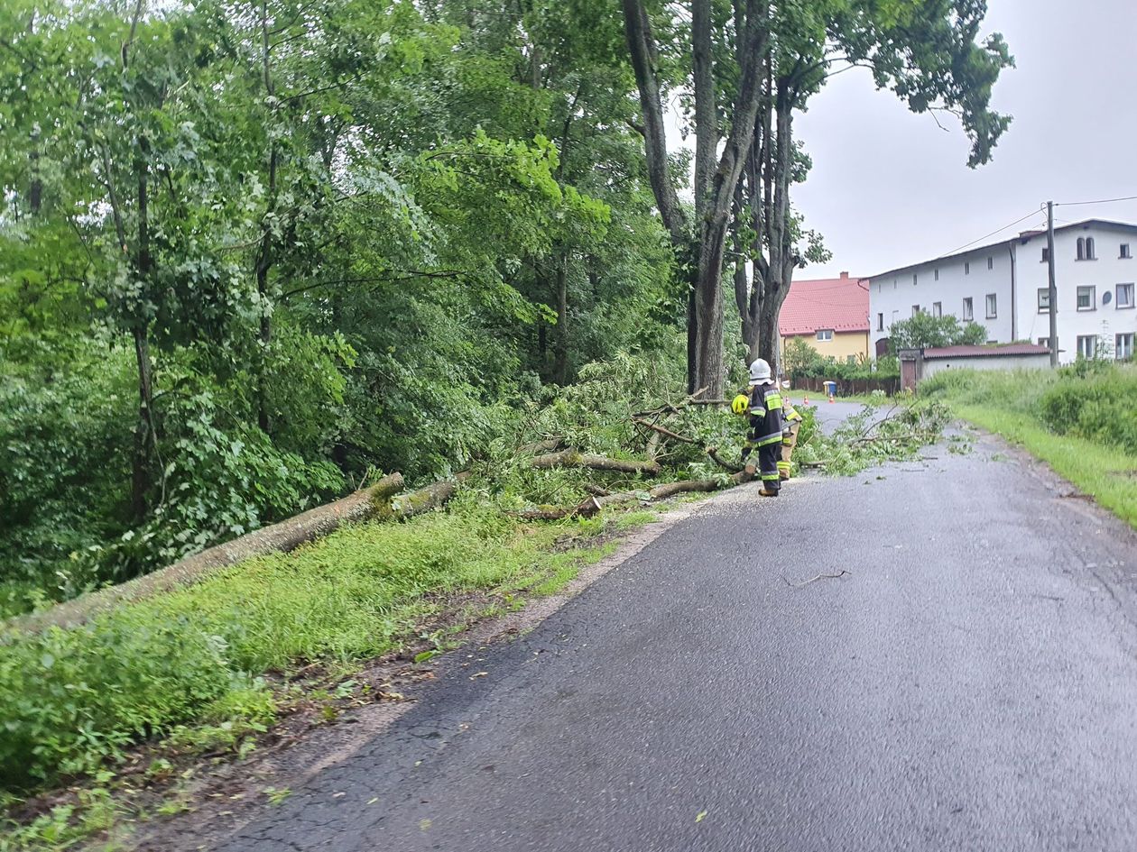 Chełmsko Śląskie: Przewrócone drzewa