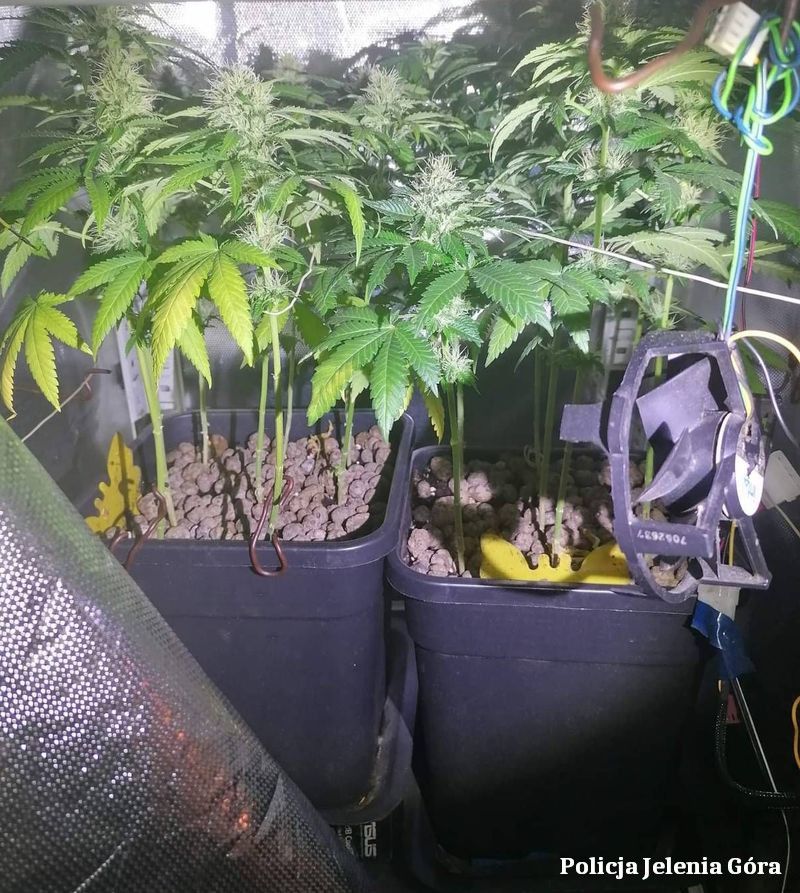 Jelenia Góra: Produkował marihuanę i znęcał się nad babcią