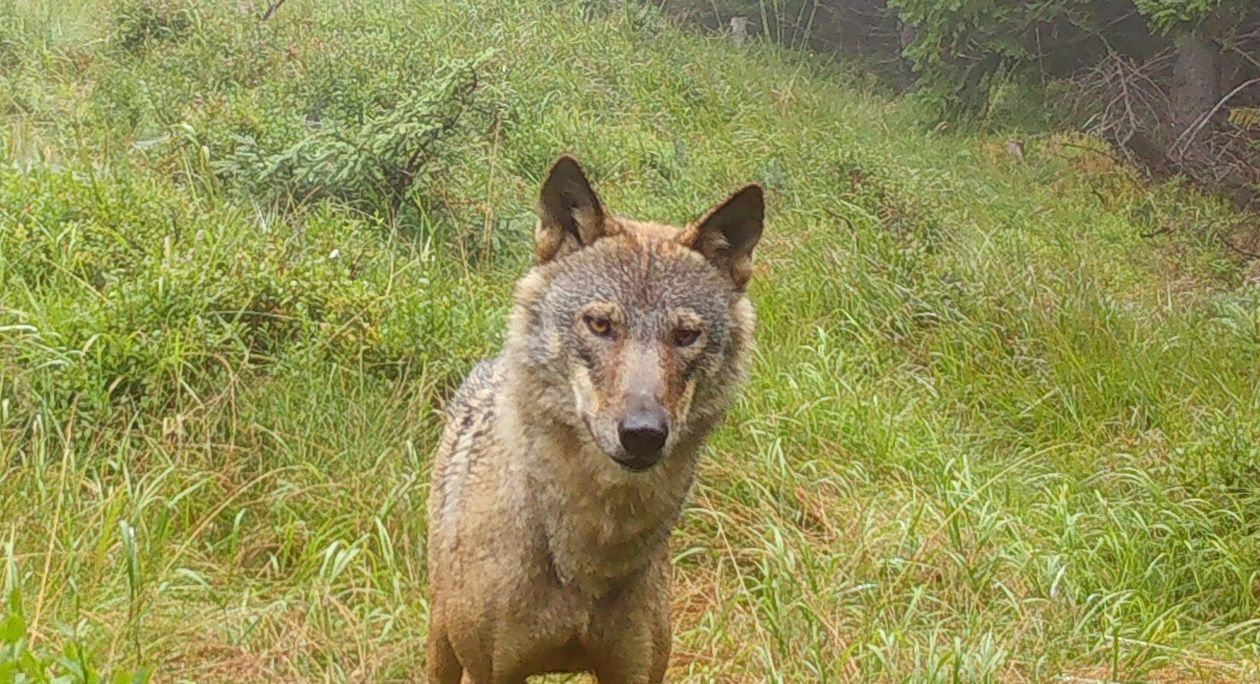 Karkonosze: Wilk w fotopułapce