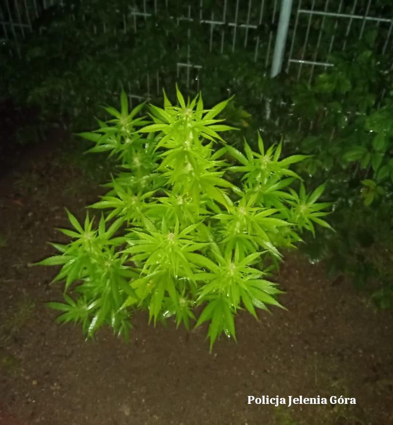 Jelenia Góra: Jazda po drinkach i wyjątkowa szczerość