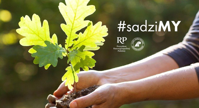 Złotoryja: Sadzonki do wzięcia